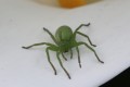 micrommata virescens